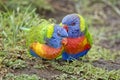 Rainbow lorikeets Royalty Free Stock Photo