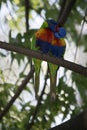 Two rainbow lorikeet Royalty Free Stock Photo