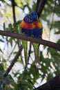 Two rainbow lorikeet Royalty Free Stock Photo