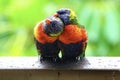 Rainbow Lorikeets. Royalty Free Stock Photo