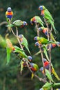 Rainbow lorikeets in the rain. Royalty Free Stock Photo