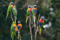 Rainbow lorikeets in the rain. Royalty Free Stock Photo
