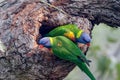 Rainbow Lorikeets