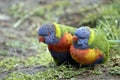 Two rainbow lorikeets Royalty Free Stock Photo