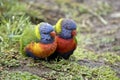Two rainbow lorikeets Royalty Free Stock Photo