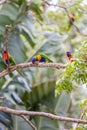 Rainbow Lorikeets sitting on Branch and Feeding, Queensland, Australia