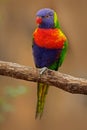 Rainbow Lorikeets, Trichoglossus haematodus, colourful parrot sitting on the branch, animal in the nature habitat, Australia. Blue Royalty Free Stock Photo