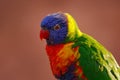 Rainbow Lorikeets, Trichoglossus haematodus, colourful parrot sitting on the branch, animal in the nature habitat, Australia. Royalty Free Stock Photo