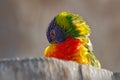 Rainbow Lorikeets, Trichoglossus haematodus, colourful parrot sitting on the branch, animal in the nature habitat, Australia. Royalty Free Stock Photo