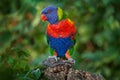 Rainbow Lorikeets, Trichoglossus haematodus, colourful parrot sitting on the branch, animal in the nature habitat, Australia. Royalty Free Stock Photo