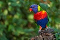 Rainbow Lorikeets, Trichoglossus haematodus, colourful parrot sitting on the branch, animal in the nature habitat, Australia. Royalty Free Stock Photo