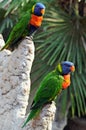 Rainbow lorikeets  trichoglossus moluccanus Royalty Free Stock Photo