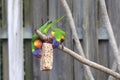 Rainbow Lorikeets