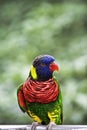 Rainbow Lory in the Park Royalty Free Stock Photo