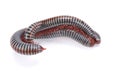 Rainbow millipede (Tonkinbolus dollfusi) mating Royalty Free Stock Photo