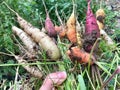 Rainbow Carrots Freshly Harvested