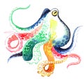 Rainbow octopus