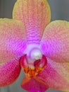 Rainbow orchid