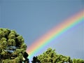 Rainbow over araucaria pine trees in Brazil Royalty Free Stock Photo