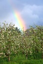 Rainbow over blossomin apple orchard