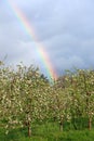 Rainbow over blossomin apple orchard