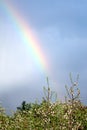 Rainbow over blossomin apple orchard