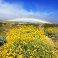 Rainbow over California desert wildflowers Royalty Free Stock Photo