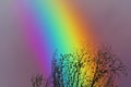 rainbow over colorful sky back silhouette dry branch tree Royalty Free Stock Photo