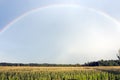 Rainbow over corn field in summer after rain Royalty Free Stock Photo