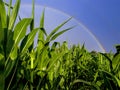 Rainbow over the corn ground