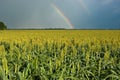 Rainbow Over Field of Milo (Sorghum) Royalty Free Stock Photo
