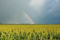 Rainbow Over Field of Milo (Sorghum) Royalty Free Stock Photo