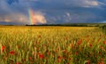 Rainbow over a field of poppies at sunset Royalty Free Stock Photo