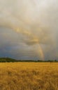 Rainbow over field of ripe wheat Sweden Royalty Free Stock Photo