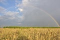 The Rainbow over a field during summer Royalty Free Stock Photo