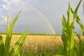 The rainbow over a field during summer Royalty Free Stock Photo