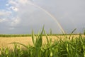 The Rainbow over a field during summer Royalty Free Stock Photo