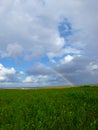 Rainbow over fields of vines and green wheat fields Royalty Free Stock Photo
