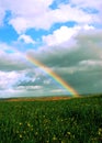 Rainbow over fields of vines and green wheat fields Royalty Free Stock Photo