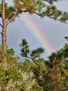 Rainbow over the Florida Trail Marsh Land