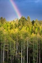 Rainbow Over Golden Aspens