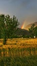 Rainbow over Golden wheat harvest farmland organic Indian farming in remote Himalayas Royalty Free Stock Photo