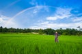 Rainbow over green paddy field blue sky Royalty Free Stock Photo