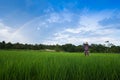 Rainbow over green paddy field blue sky Royalty Free Stock Photo