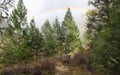 Rainbow over Hedley Viewpoint Bench