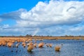 Rainbow over the swamp and blue sky Royalty Free Stock Photo