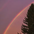 Rainbow over the tree, square
