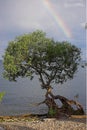 Rainbow over tree by lake