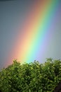 Rainbow over trees