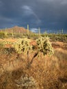 Rainbow over Tucson mountains and saguaros Royalty Free Stock Photo
